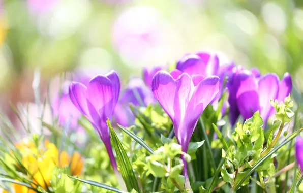 Picture light, glade, crocuses, lilac, bokeh