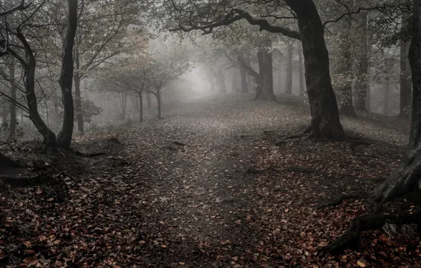 Sadness, autumn, forest, leaves, trees, fog