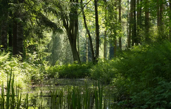 Picture forest, summer, pond, deevia, Pavlovsk