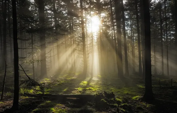 Forest, the sun, rays, light, fog, glade, morning, shadows
