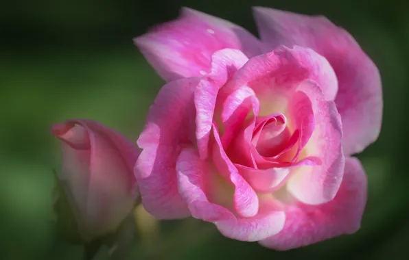 Flowers, background, roses, pink, buds