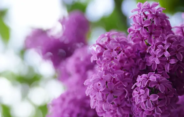 Flowers, background, blur, spring, flowering, the bushes, lilac, bokeh