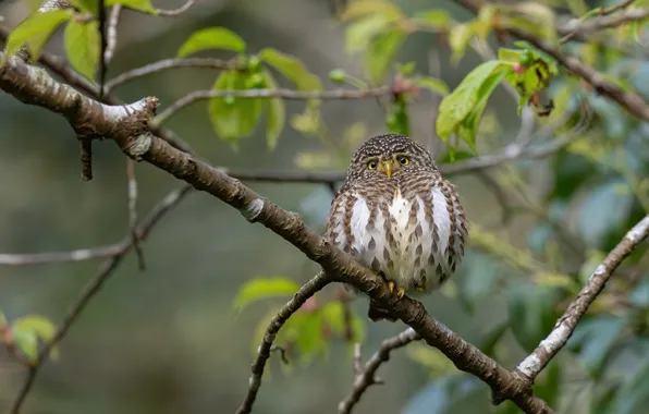 Nature, Owl, Bird, Leaves, Branches, Beauty, Birds, Hunter