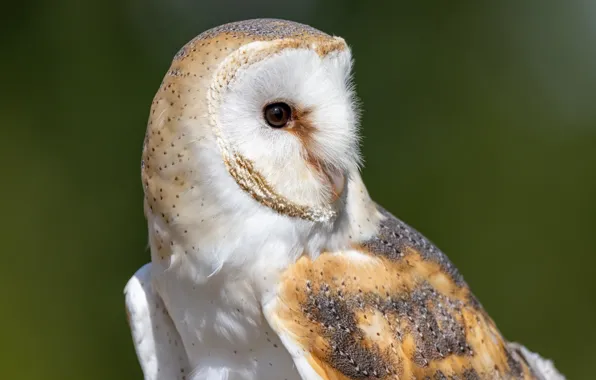 Owl, portrait, the barn owl
