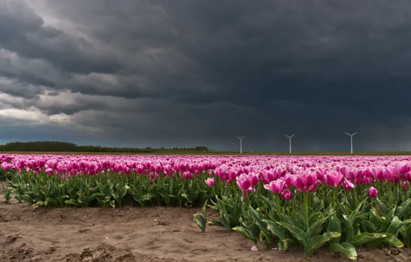 Field, the sky, flowers, clouds, rain, spring, tulips, windmills