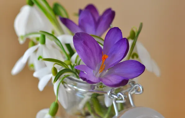 Glass, macro, flowers, spring, snowdrops, crocuses, Bank, white