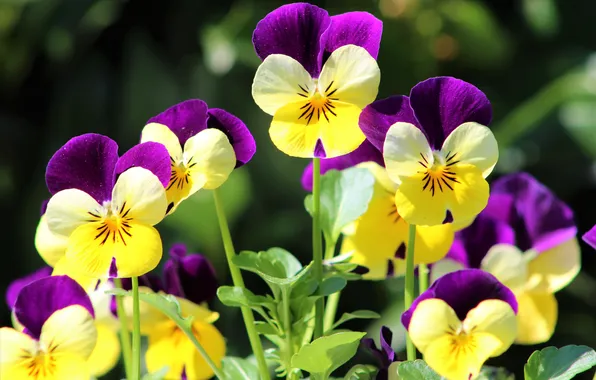 Light, flowers, bright, spring, yellow, garden, purple, Pansy