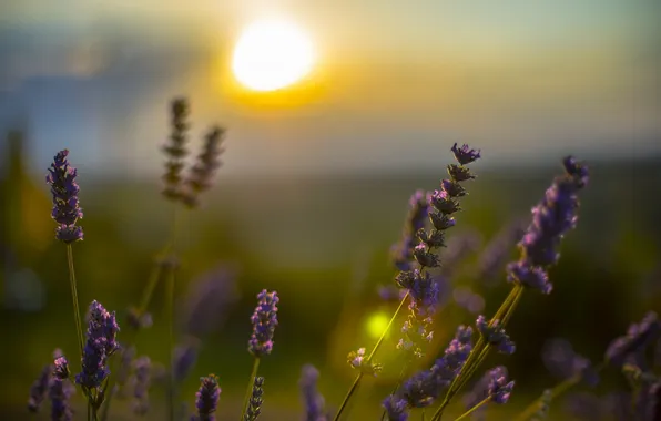 Light, flowers, nature