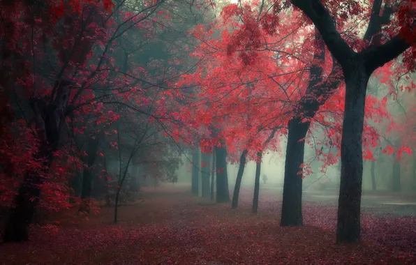 Autumn, nature, Park