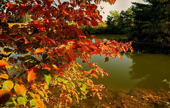 Autumn, leaves, trees, branches, pond