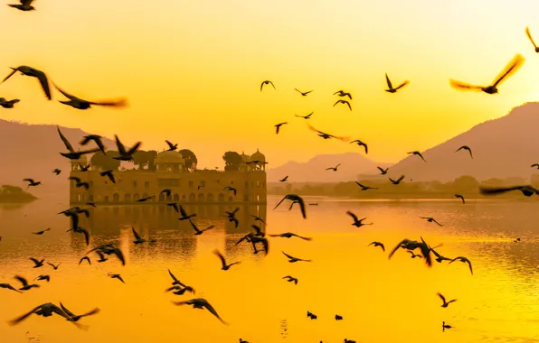 Picture bird, India, Jaipur, Rajasthan, Man Sagar Lake, Jal Mahal Palace