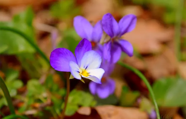 Flowers, Purple flowers, Purple flowers