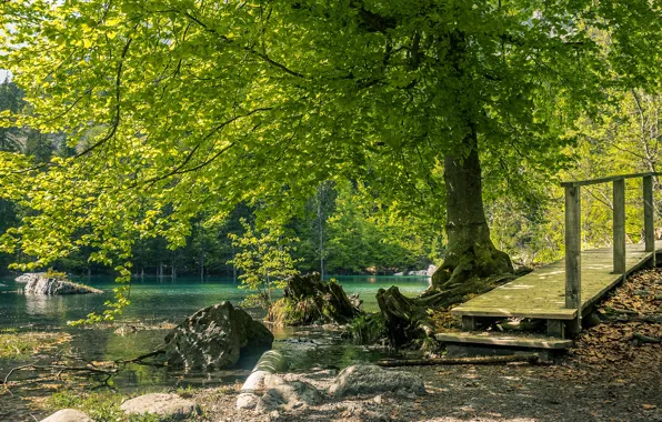 Greens, forest, summer, the sun, trees, lake, stones, France