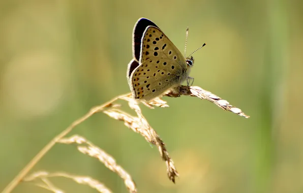 Butterfly, macro flowers nature, Polyommatus Icarus