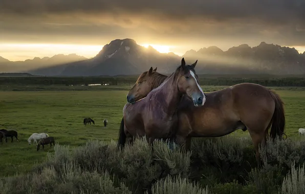 Field, the sky, look, rays, light, mountains, clouds, fog