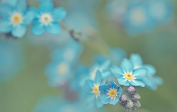Nature, plant, focus, petals, blur, forget-me-nots