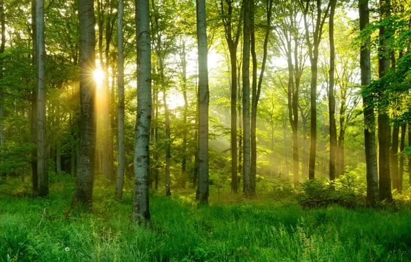 Picture greens, spring, forest