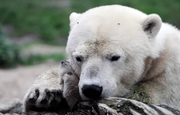 Picture white, face, background, portrait, paws, bear, bear, polar bear