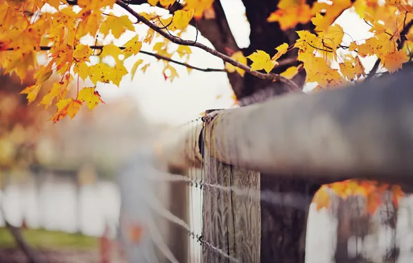 Autumn, leaves, September