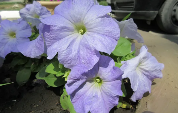 Flowers, Beautiful, Blue, Petunias, Meduzanol ©, Summer 2018