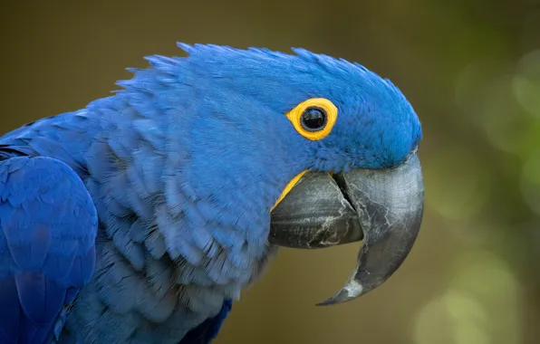 HD wallpaper: Hyacinth Macaw, animals, blue, beautiful, bird | Wallpaper  Flare