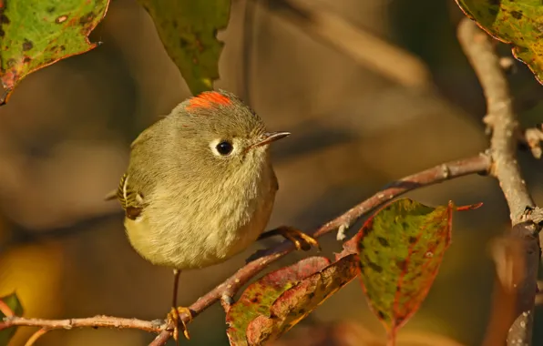 Picture autumn, leaves, branches, nature, bird, Wren