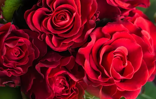 Picture macro, flowers, roses, buds