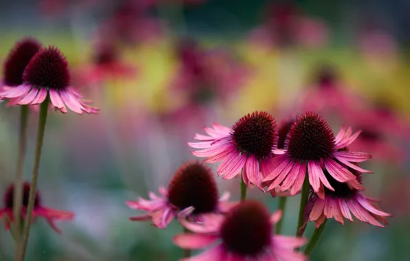 Flowers, nature, background, cute, petals, blur, garden, pink