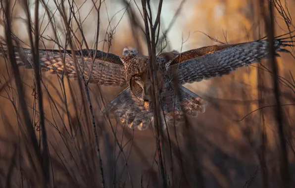 Forest, light, flight, branches, pose, owl, bird, the bushes