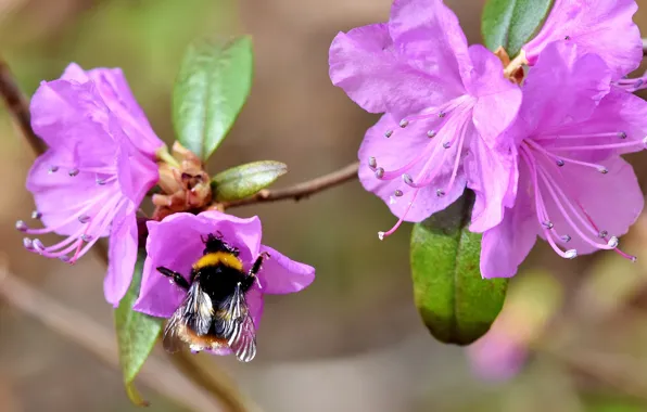 Picture leaves, macro, flowers, nature, background, spring, pink, bumblebee