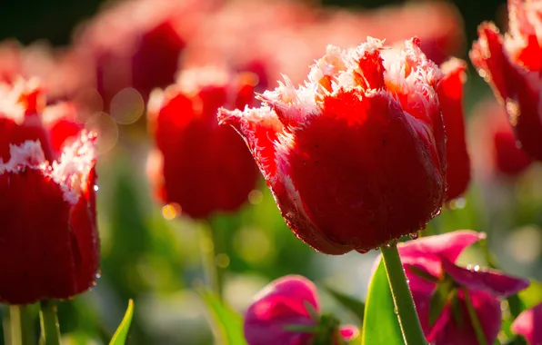 Macro, light, flowers, spring, garden, tulips, red, flowerbed
