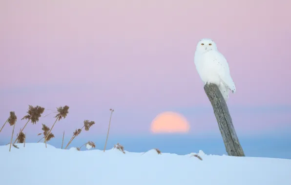 Winter, the sky, the sun, snow, sunset, nature, bird, post