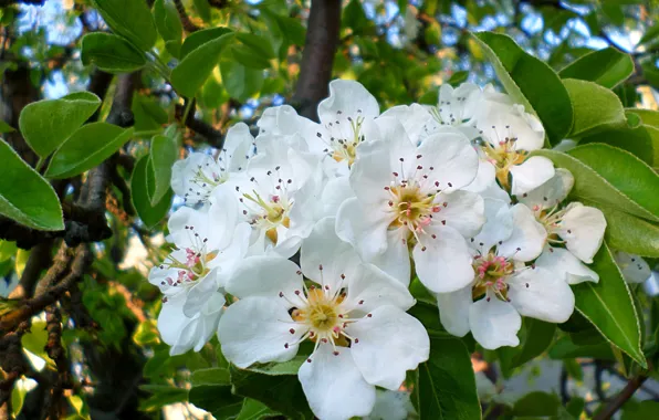 Pear, flowering, April
