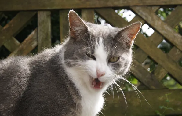 Cat, face, antics, grey - white