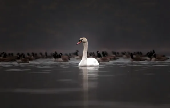 Picture nature, duck, Swan