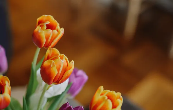 Flowers, petals, tulips