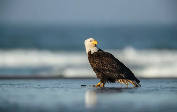 Picture sea, bird, shore, pond, bald eagle