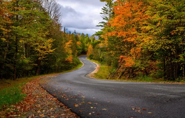 Road, autumn, forest