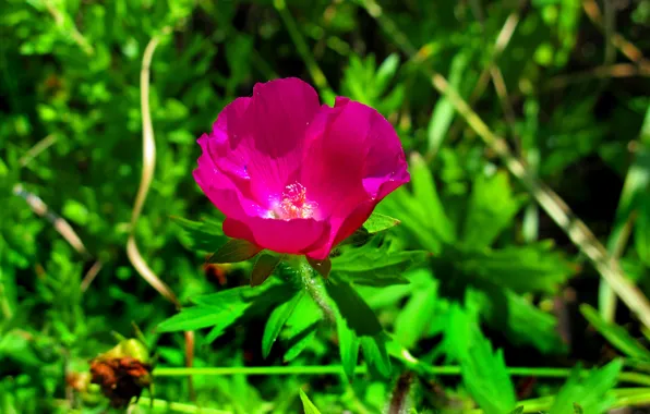 Picture Flower, Flower, Leaves