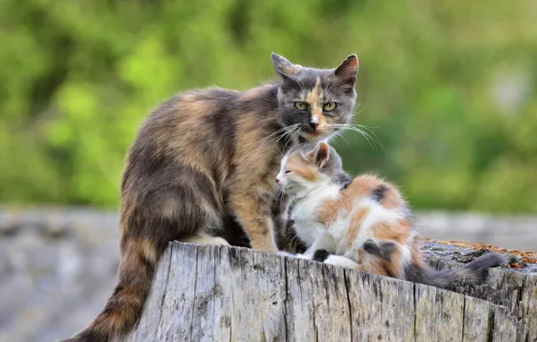Picture cat, baby, kitty, mom