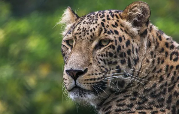 Picture cat, look, face, nature, background, portrait, leopard, wild cats