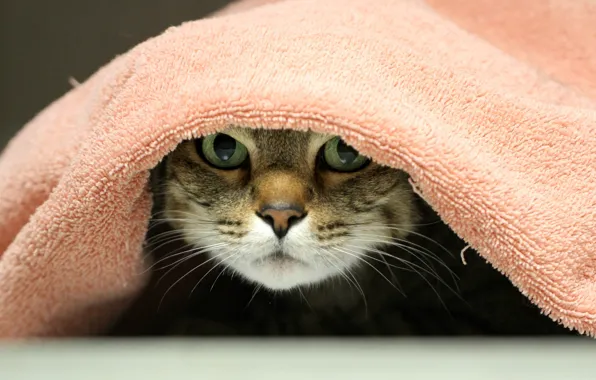 Picture eyes, cat, towels