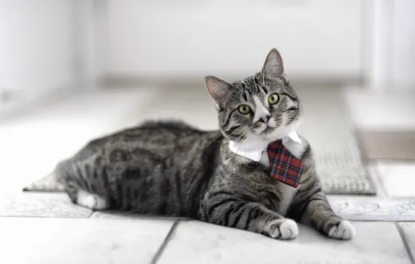 Picture cat, tie, looks, Kote
