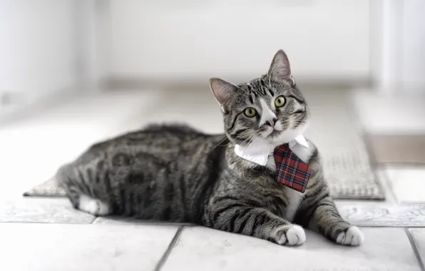Cat, tie, looks, Kote