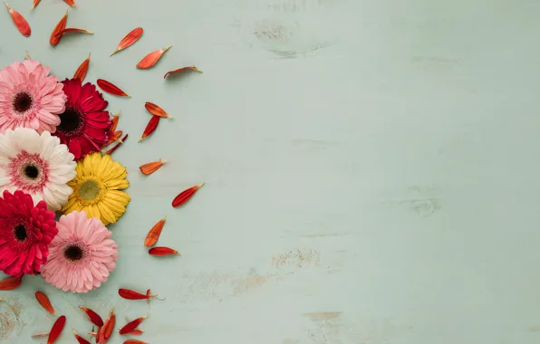 Picture flowers, petals, gerbera, buds, wood, petals, gerberas