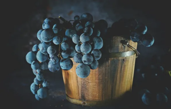 The dark background, grapes, bucket, still life, the barrel
