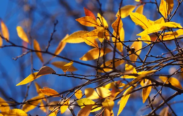 Picture autumn, the sky, leaves, branches