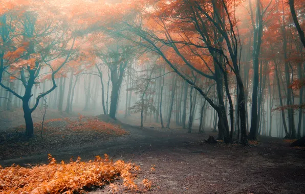 Autumn, forest, leaves, trees, branches, nature, fog, orange