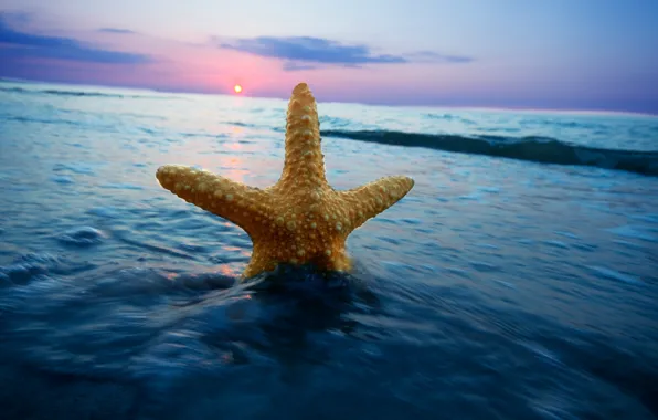 Sea, the sky, water, the sun, clouds, sunset, nature, background