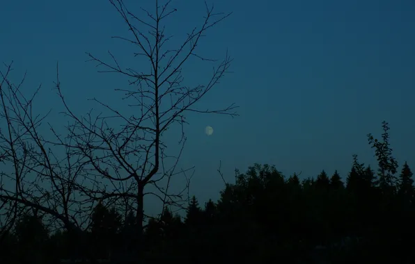 Picture forest, the sky, trees, nature, the moon, twilight